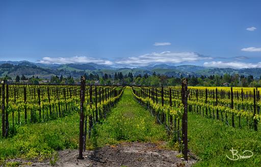 DSC26243.tif - Petaluma, Spring