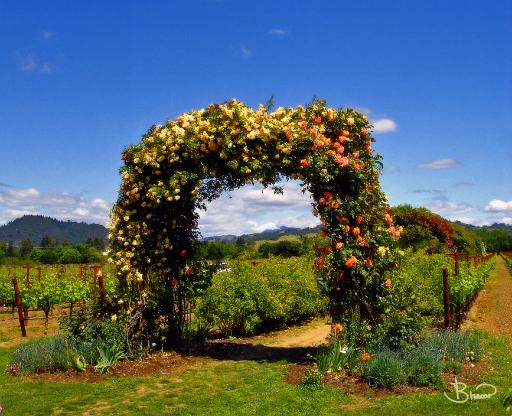 dsc17354-5-o.tif - Healdsburg