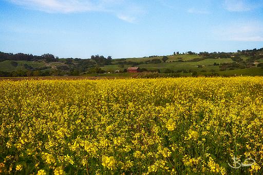 dsc26201-4-o.tif - Red Barn and Mustard Field