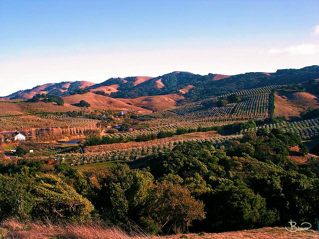 DSC01063.tif - West Petaluma