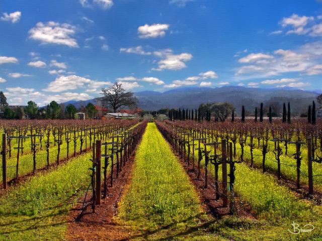 DSC05776-v2.tif - Winter Vineyard, Calistoga (Napa)