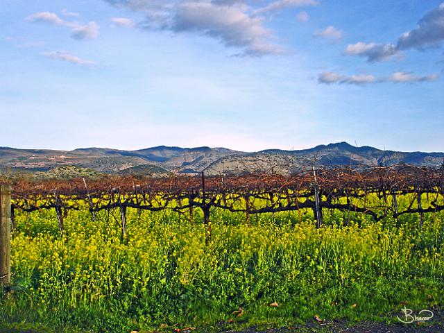 DSC05796.tif - Oakville Vineyard, Fall