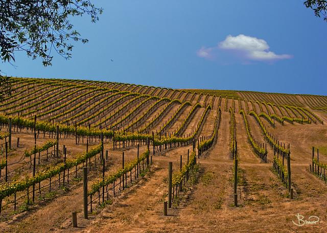 DSC06524.tif - Sonoma Valley Vineyard in Spring