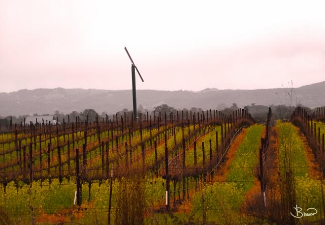 DSC09029.JPG - Los Carneros, Winter