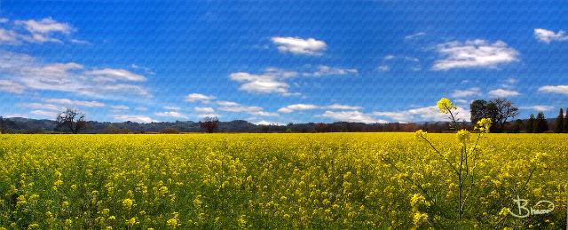 DSC09129-31-0-r1.tif - Alexander Valley Mustard