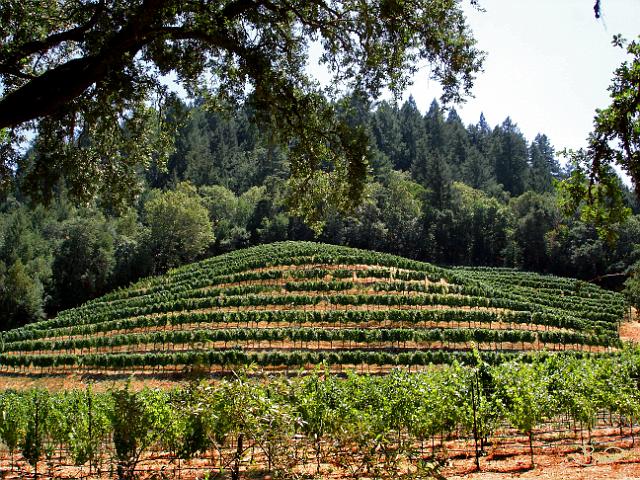 DSC10871.tif - Hillside Vineyard, Napa