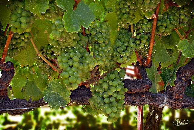 DSC15246.tif - Late Summer Vines, Healdsburg