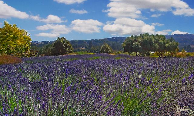 DSC15419-20-o-v2.tif - Lavender Fields, Matanzas Creek (Bennett Valley)