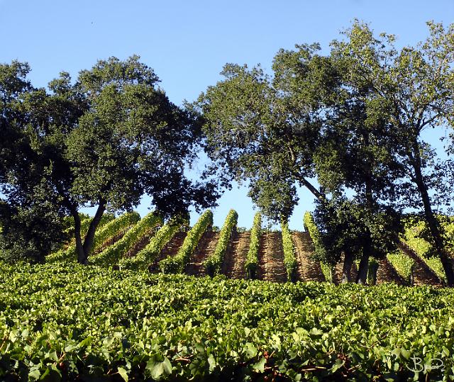 DSC15936-7-o.tif - Russian River Valley, Late Summer