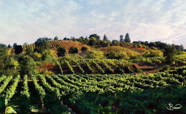 DSC15980-2-o.tif - Russian River Valley, Late Summer