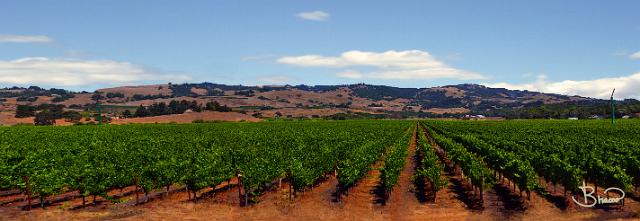 DSC20970-6-o-lores.tif - Vineyard, Penngrove