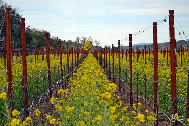 DSC21514.tif - Dry Creek, Winter