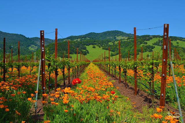 DSC22031.JPG - Sonoma Valley, Spring