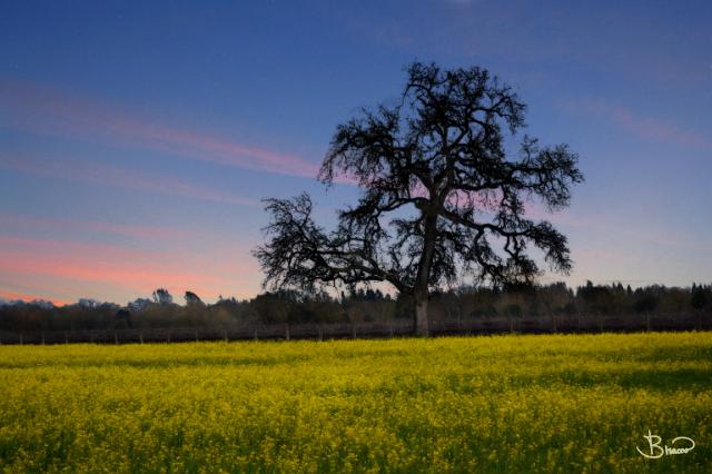 DSC23231.tif - Mustard Oak