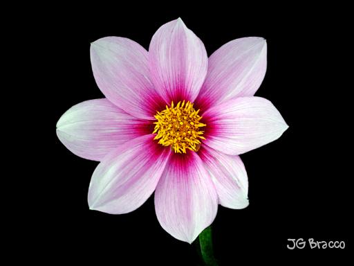 DSC07187-a1.tif -                                
