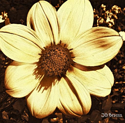 DSC07510-a11.tif -                                