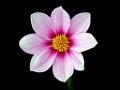 DSC07187-a1