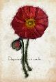 icelandpoppy-a0-2