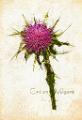 spearthistle-2-a4