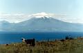 guantano