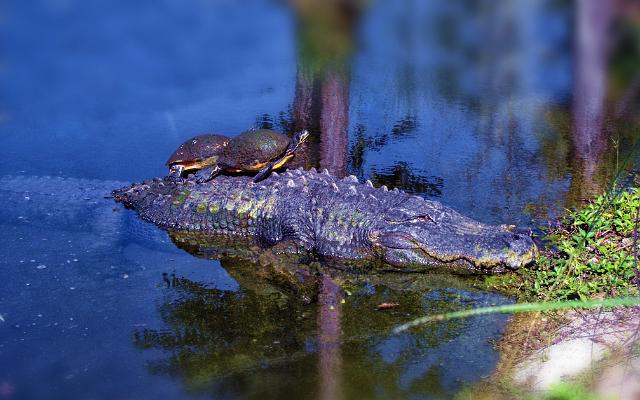 DSC02348-2.tif - Gator and riders, Florida