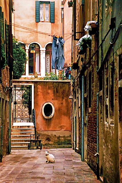 alleycat.tif - Alley Cat, Venice